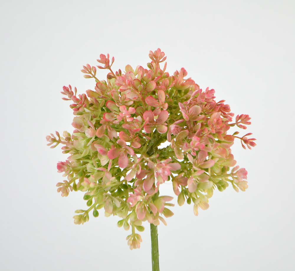 Allium, 68 cm, peach Allium, 68 cm, peach