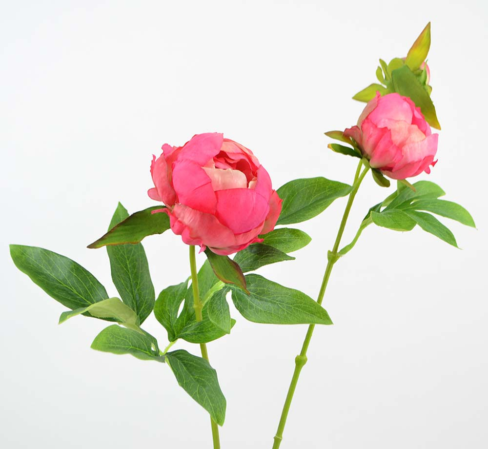 Peonie, 63 cm, beauty Peonie, 63 cm, beauty