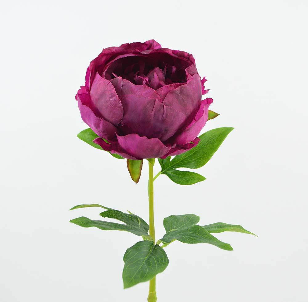 Peonie, 57 cm, burgundy Peonie, 57 cm, burgundy