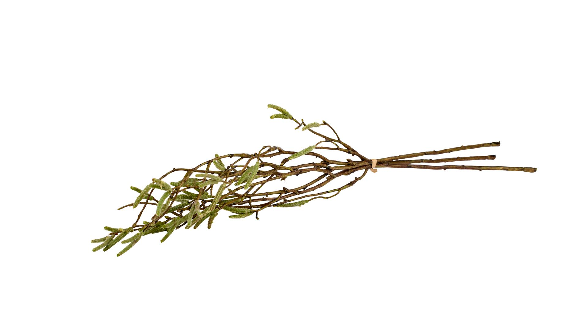 Silkeblomst Birkegren 3/Bdt. L:56 cm Grøn