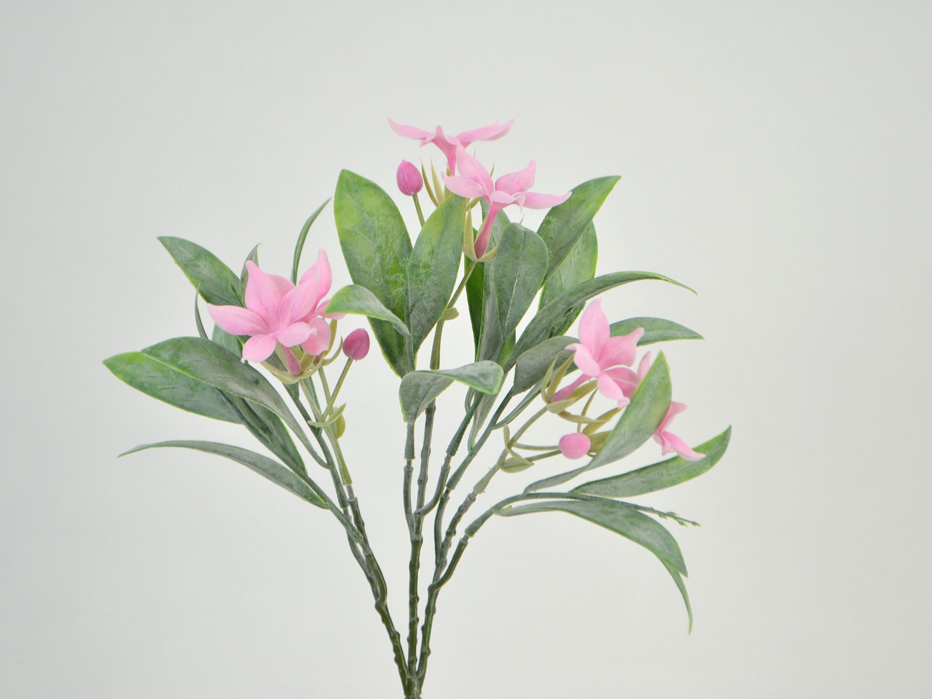 Jasmine Blossom Bush, 25 cm pink Jasmine Blossom Bush, 25 cm pink
