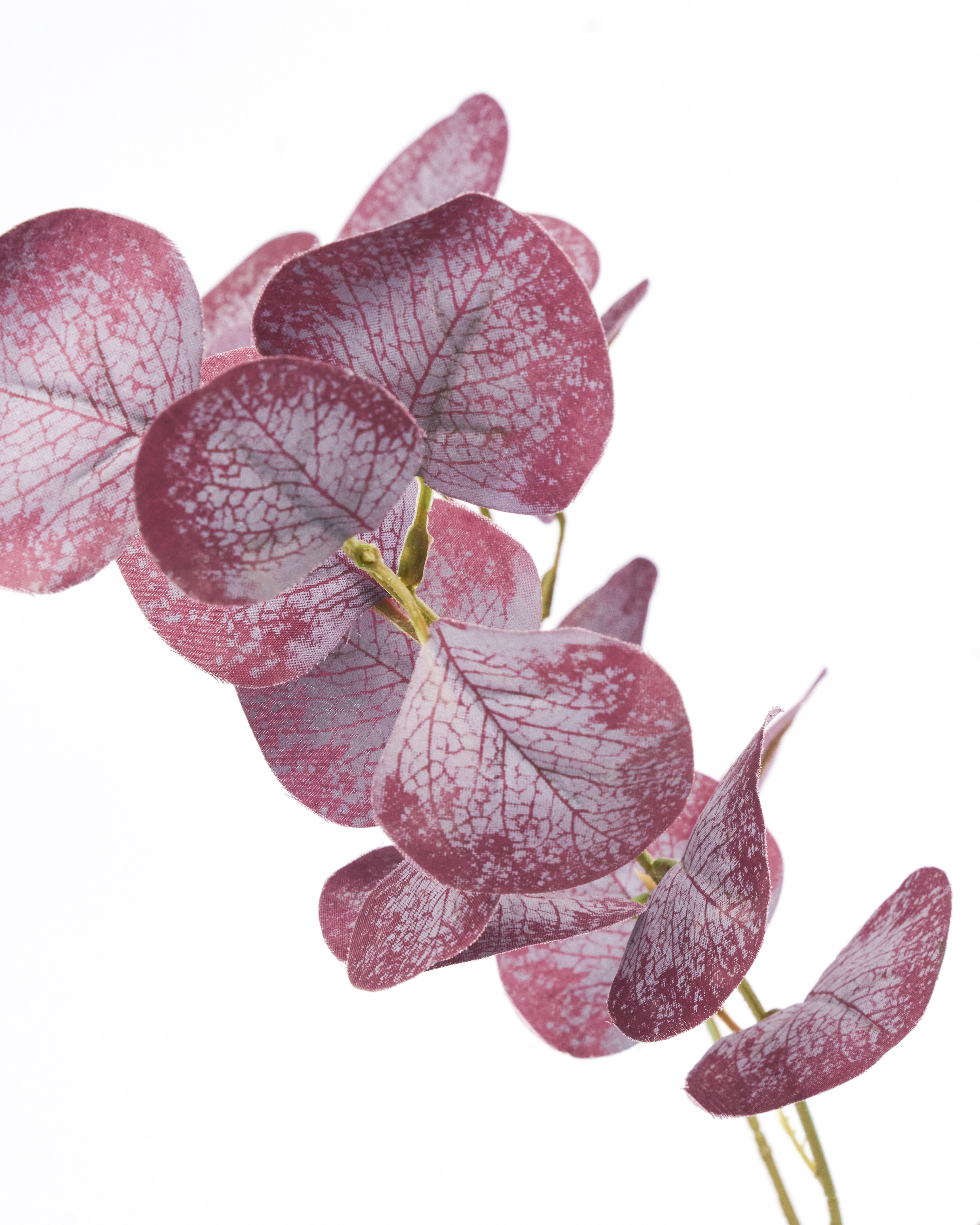 Artificial branch, Eucalyptus, Bordeaux