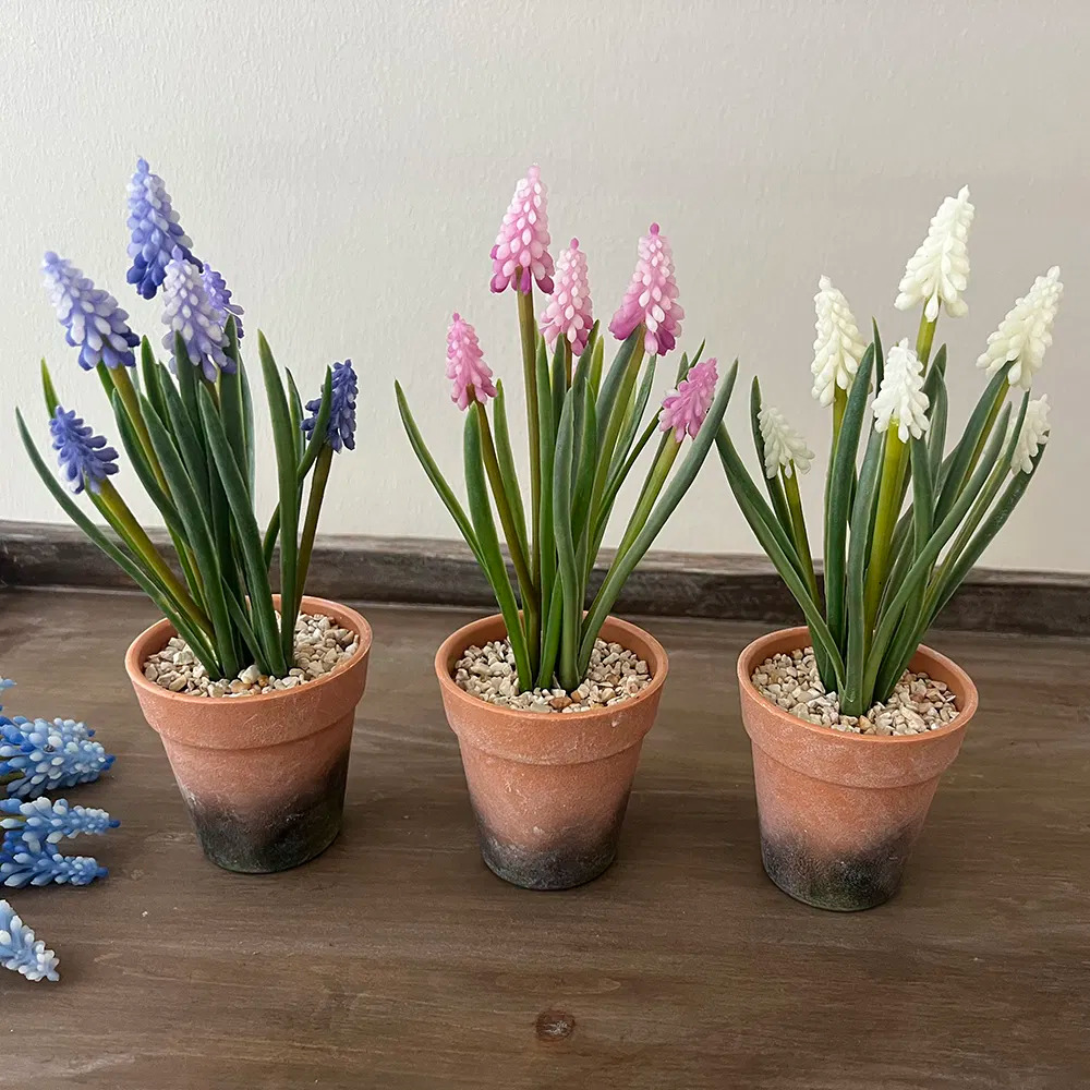 Perlehyacint i potte, rosa Perlehyacint i potte, rosa