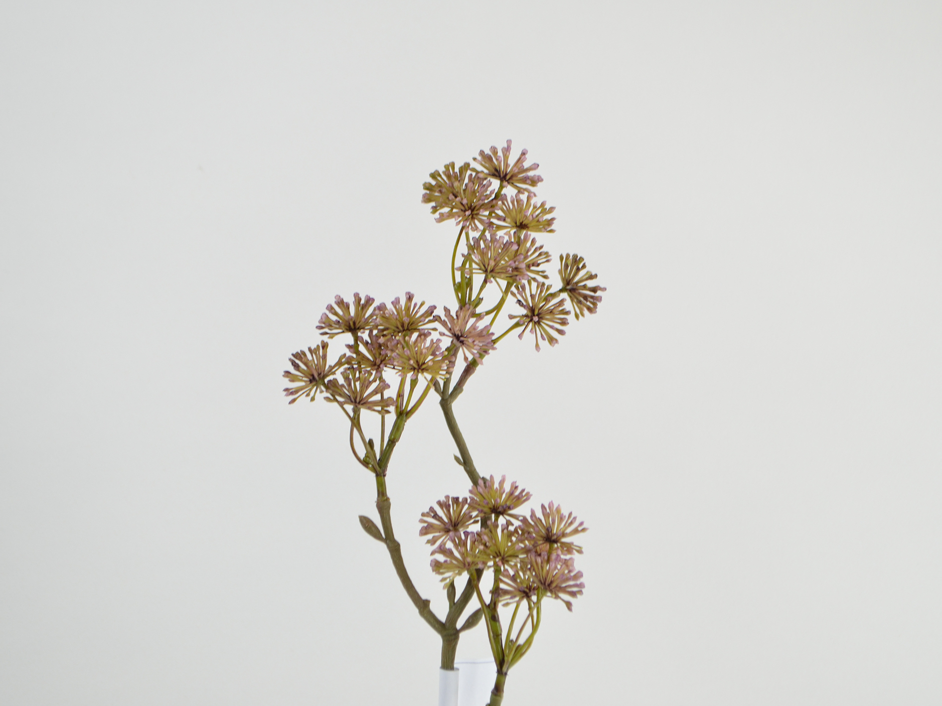 Skimmia-Zweig, lavendel Skimmia-Zweig, lavendel