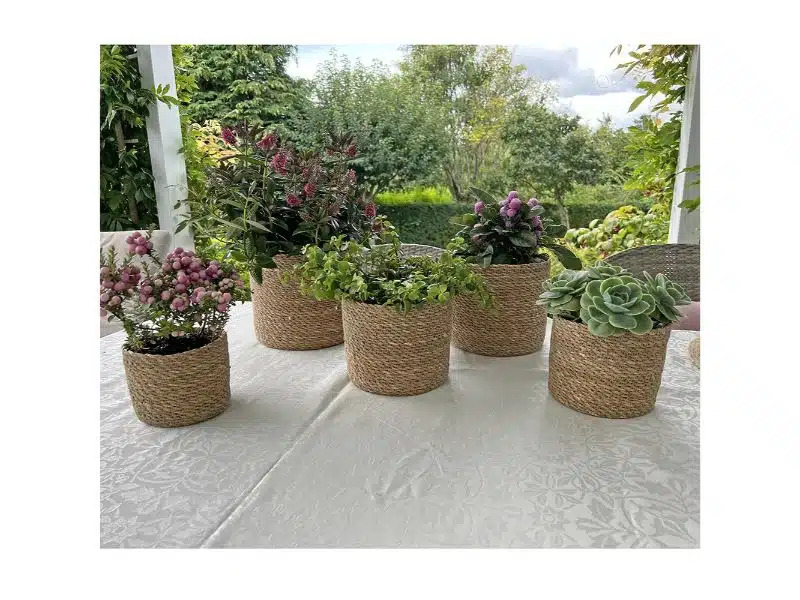 Søgræskurve, sæt á 5* Søgræskurve, sæt á 5*