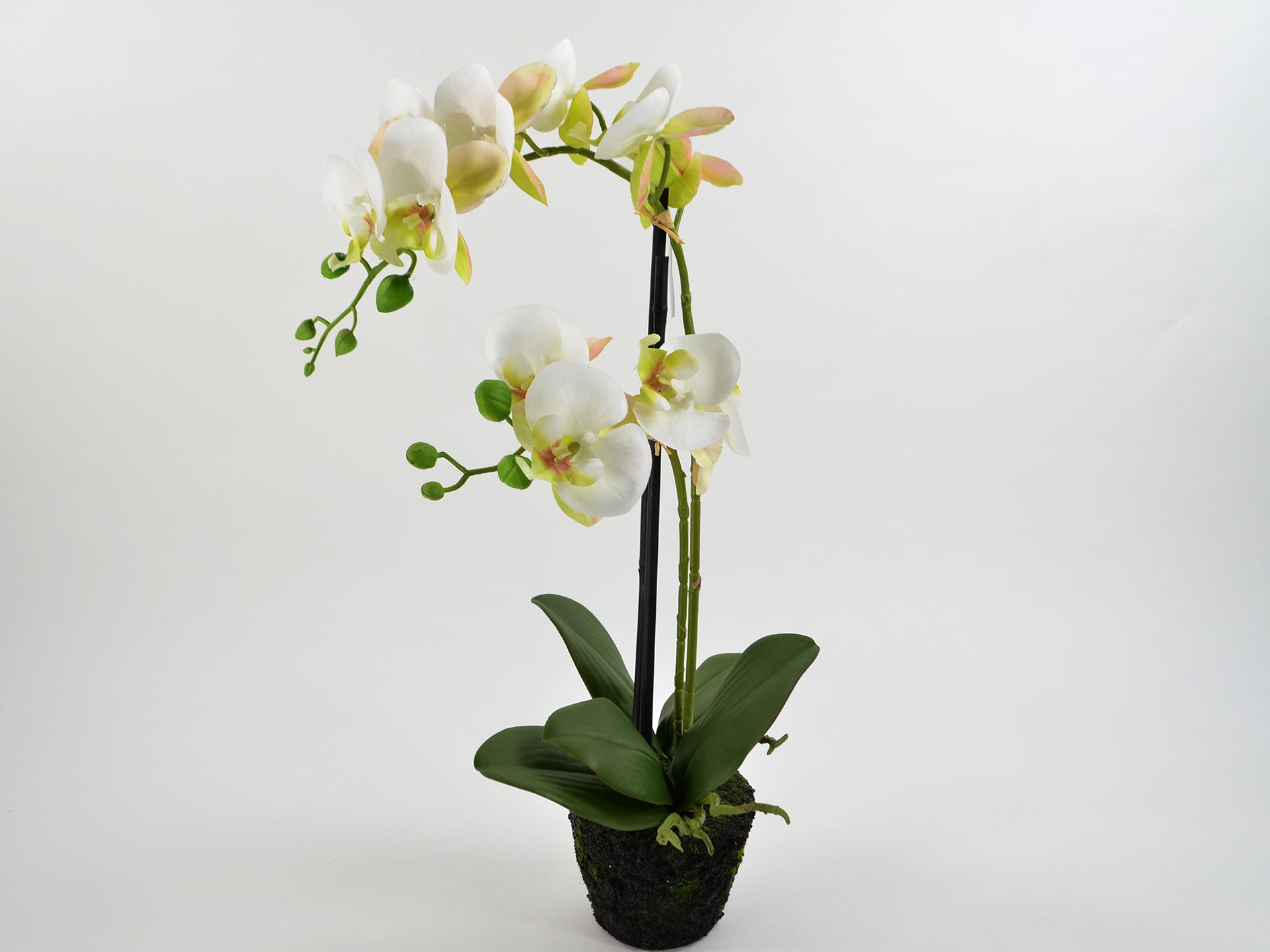 Phalaenopsis, 48 cm* Phalaenopsis, 48 cm*