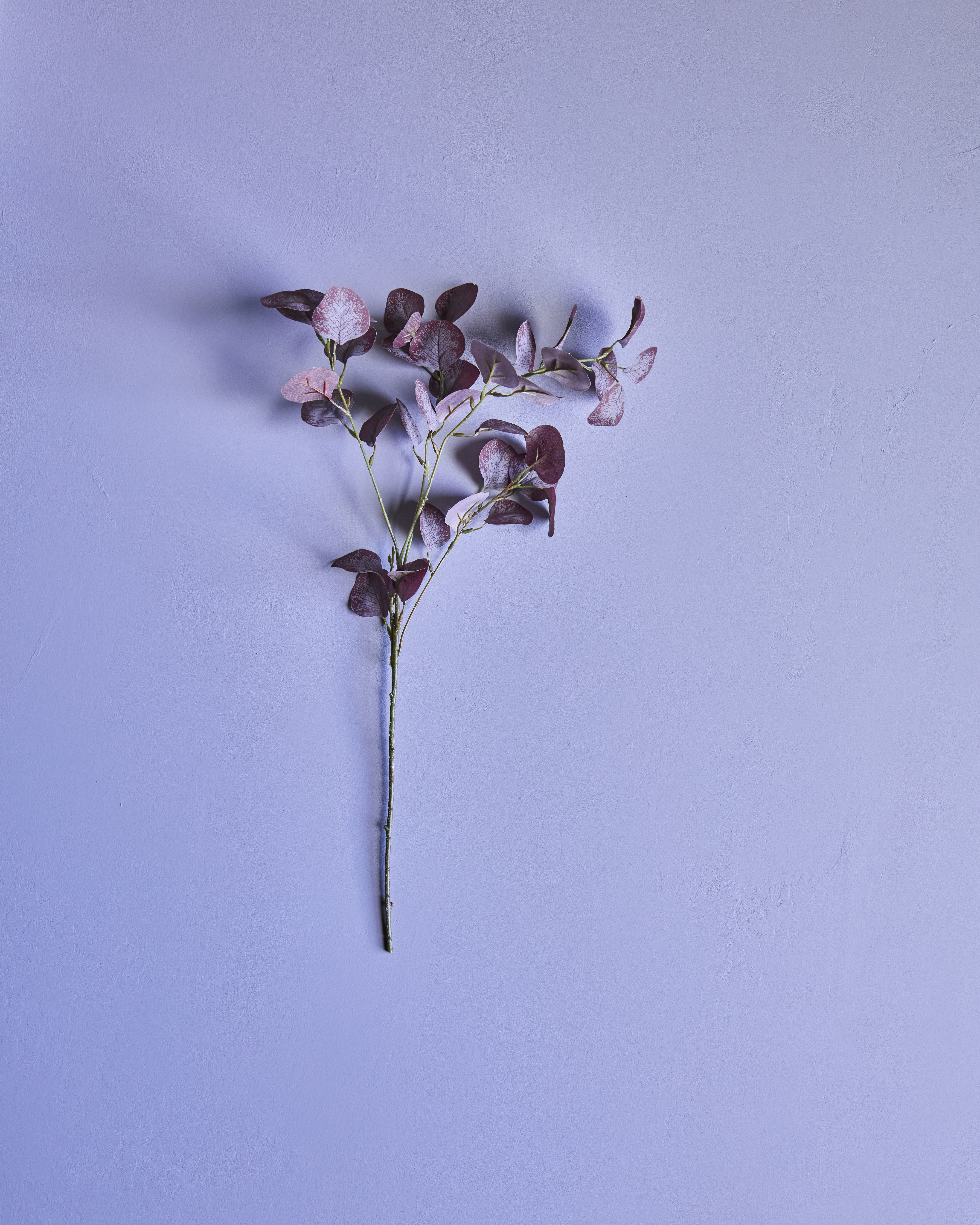 Artificial branch, Eucalyptus, Bordeaux