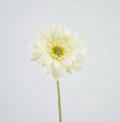 Gerbera x 1, 47 cm, creme Gerbera x 1, 47 cm, creme