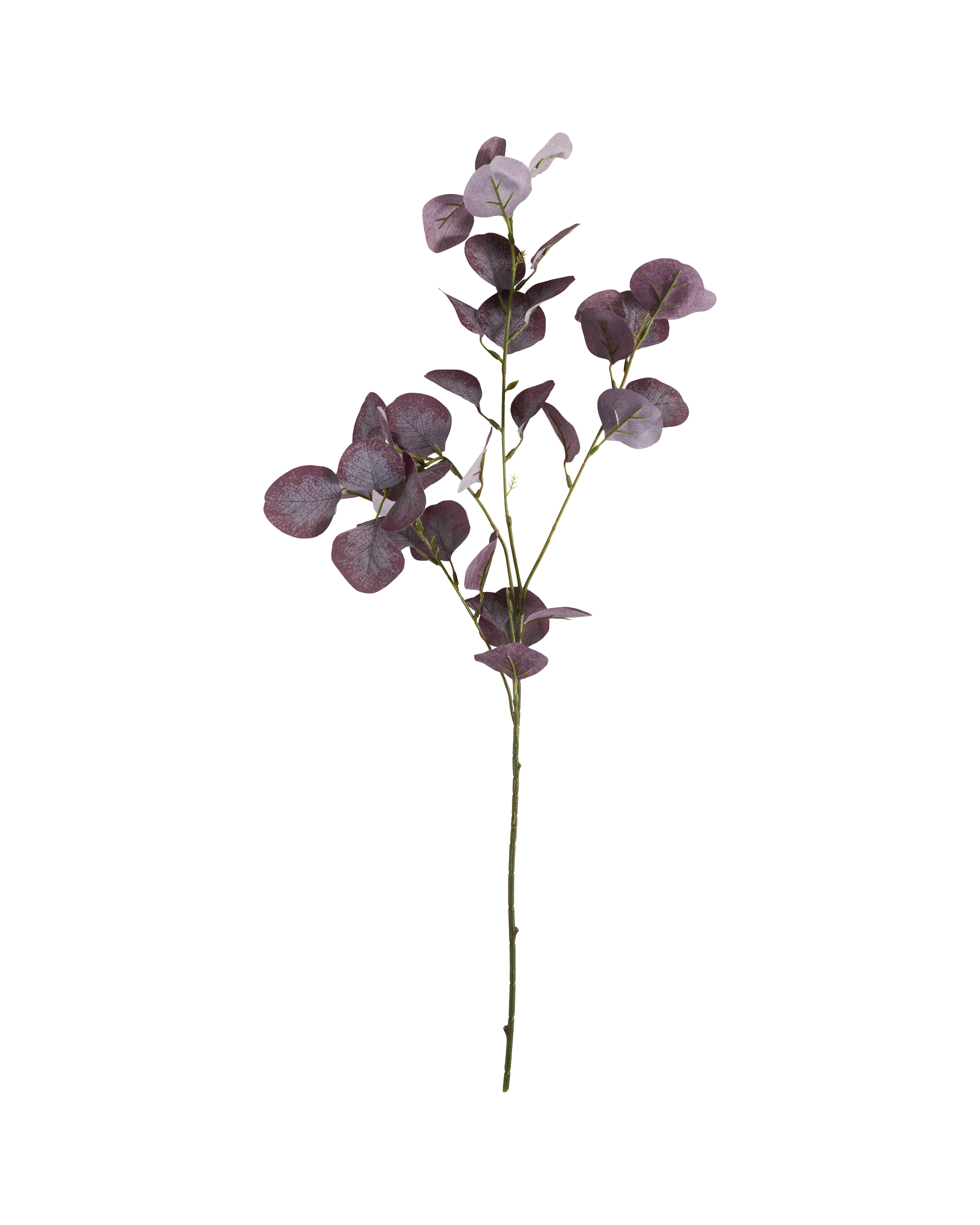 Artificial branch, Eucalyptus, Bordeaux